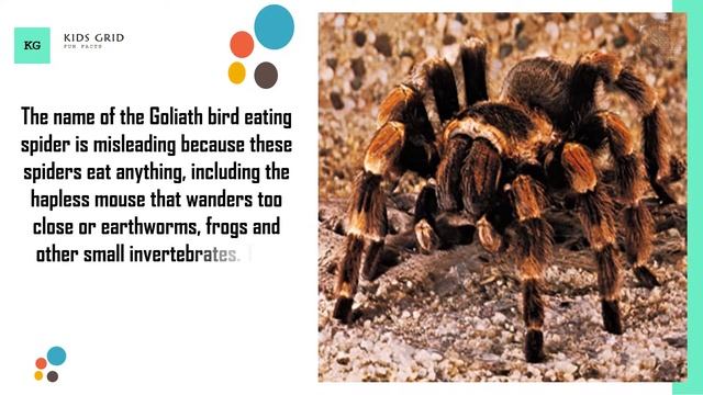 Goliath birdeater facts goliath bird eating spider catches bird смотреть онлайн