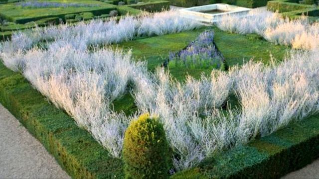 How I'm growing Perovskia: Secrets. Varieties of Perovskia // Alexa's Garden смотреть онлайн