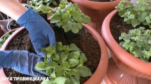 Деревенский ВЛОГ/ Вазоны и горшки с петуниями/ Надо сделать дренажные отверстия в горшках/#весна