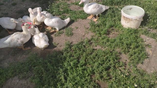 Утки Муларды 1 месяц 7 дней смотреть онлайн