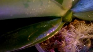 КАК  ОСТАВИТЬ  ОРХИДЕИ  ОДНИ  ДОМА  НА  ВРЕМЯ  ОТПУСКА _