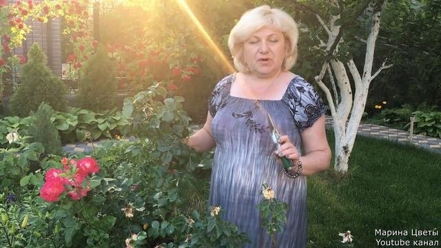 Роза флорибунда . Обрезка . Особенности выращивания.