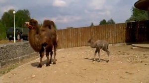 Верблюдица и Верблюжонок. Животное Верблюд. Видеофутажи. Верблюд Видео. Футажи для видеомонтажа