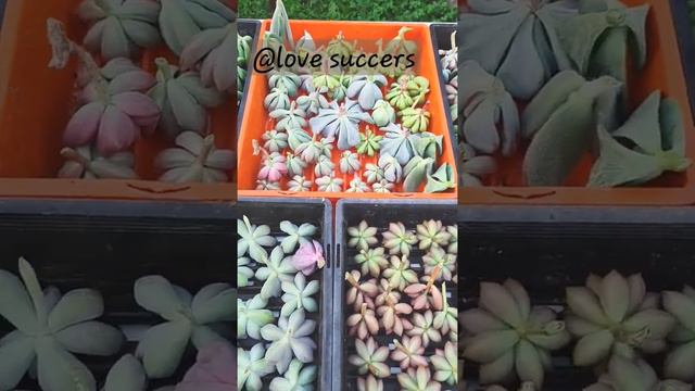 #succulent #succulents #propagation #多肉植物 #多肉 #多肉繁殖 #多肉盆栽