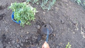 Сажаем помидоры! Жизнь в деревне!