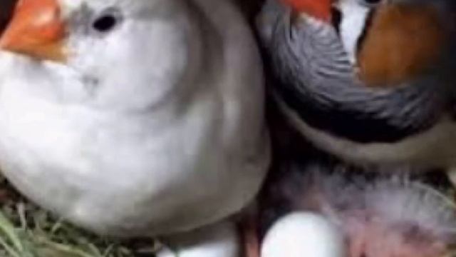 Размножение амадин