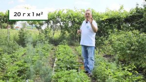 Сделайте это сейчас! Уход за клубникой после сбора урожая.