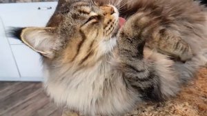 Как умывается кошка мейн-кун.  Замедленные кадры!