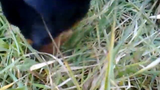 srnči ratlik hajik смотреть онлайн