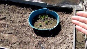 Кустарник гуми. Дружные всходы из семян. Пересадка