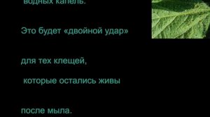 ПАУТИННЫЙ КЛЕЩ ? КАК ИЗБАВИТЬСЯ ОТ ПАУТИННОГО КЛЕЩА #САДОВЫЕ_ВРЕДИТЕЛИ_РАСТЕНИЙ #oldenburgru#271