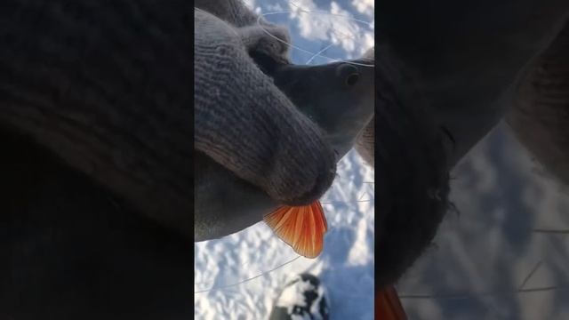 Блесна ваучер #окунь #ваучер #окуньнамормышку #щуканажерлицу #поймал #окуньзимой #рыбалка #рыба смотреть онлайн