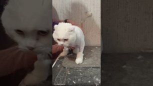 Белоснежная кошечка Лиза подстриглась! / стрижка кошек.
