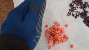 Посевной материал. Обзор 2020. Dekalb и Сады Украины