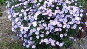 Сентябринки. Астра многолетняя – сентябринки. Цветение астры в сентябре