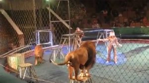 Львы Загрызли Дрессировщиков!!! Слабонервным не Смотреть.