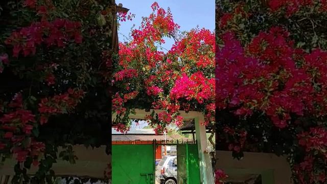 Bougainvillea glabra plant?