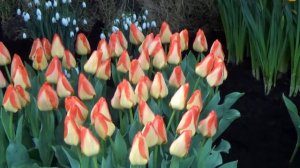 Tulip American Dream - DutchGrown.com