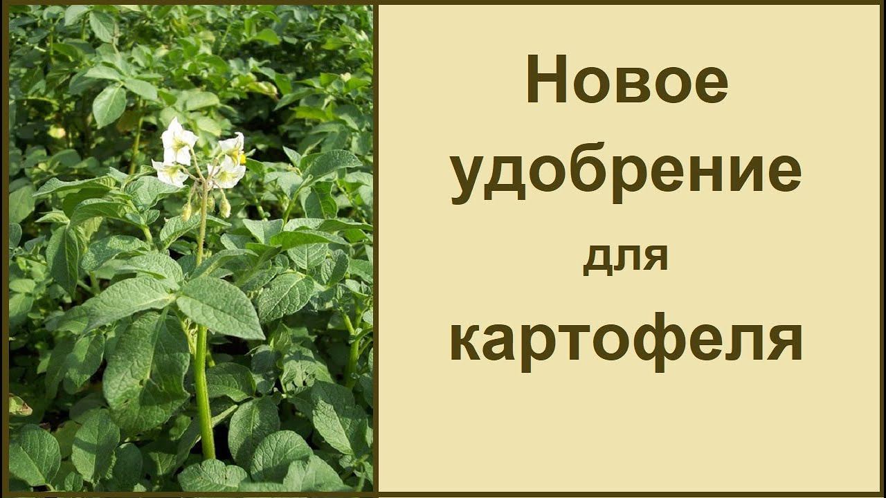 Подкормка и удобрение для хорошего урожая картофеля