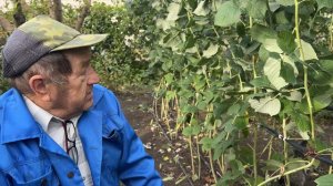 Подготовка малины к зиме осенью