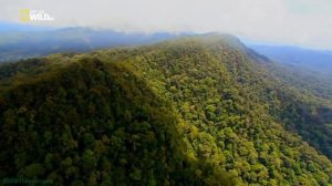 Дикая природа Индонезии (2). Острова монстров #Познавательный #Природа #Животные (2014)