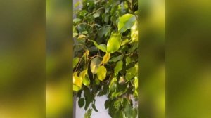 История одного Фикуса Бенджамина