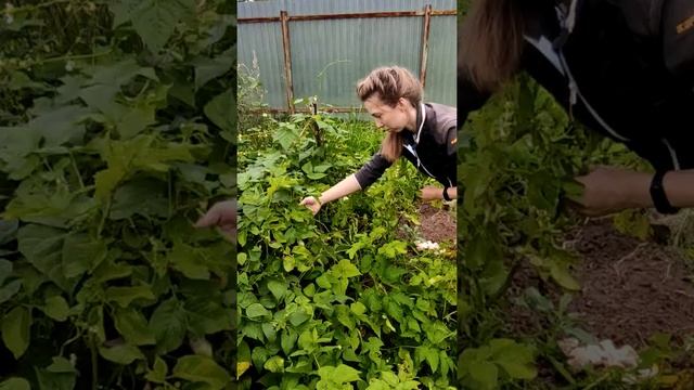 Лучший урожай картошки 2020г смотреть онлайн