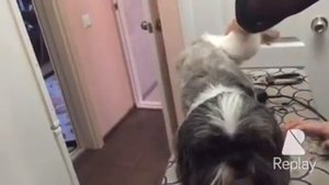 Стрижка собаки шитцу