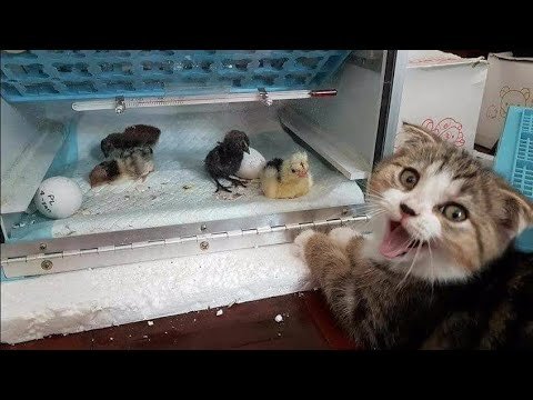 Смешные кошки и собаки _ 2023