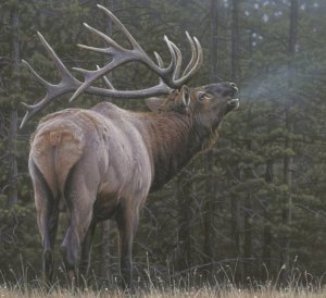 РЁВ БЛАГОРОДНОГО ОЛЕНЯ ЧАСТЬ 1.mp4