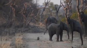 Откуда появились слоны. Интересные факты о животных