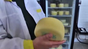 хозяйство "Светлоярское" - производство сыров