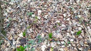 Ужас!!! Лесные клещи нападают. Нападение лесного клеща в природе.