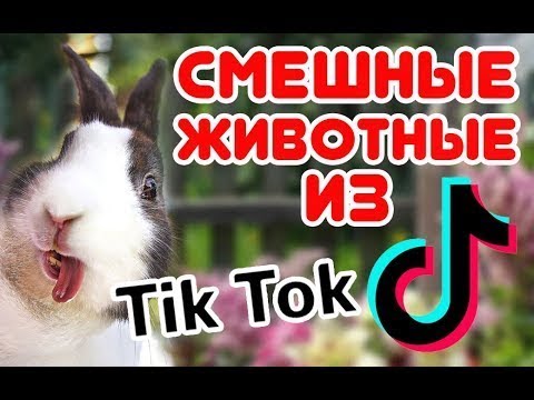 Зверьки из тик ток