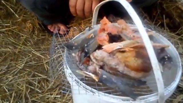 разведение опарыша в тёплое время года, на улице часть 1. смотреть онлайн