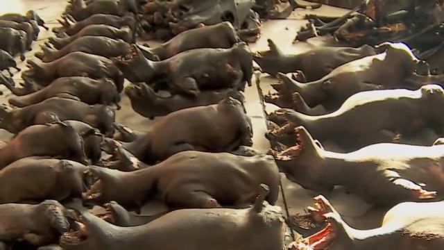 Тірі болып желінетін жануарлар