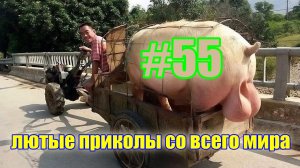 лучшие приколы #55 / смешные видео / нарезка приколов