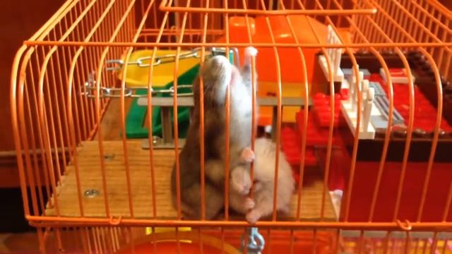 джунгарские хомяки готовятся к побегу смотреть онлайн