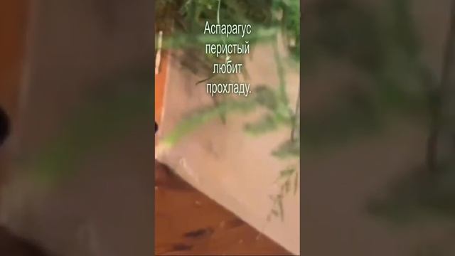 Аспарагус Перистый Ярко-Зеленое Комнатное Растение