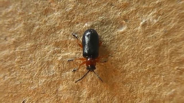 ИНСЕКТАРИЙ: 1. Пьявица Красногрудая (Oulema melanopus) смотреть онлайн