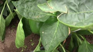 Бачата F1 (Bachata F1) перец сладкий (Rijk Zwaan)