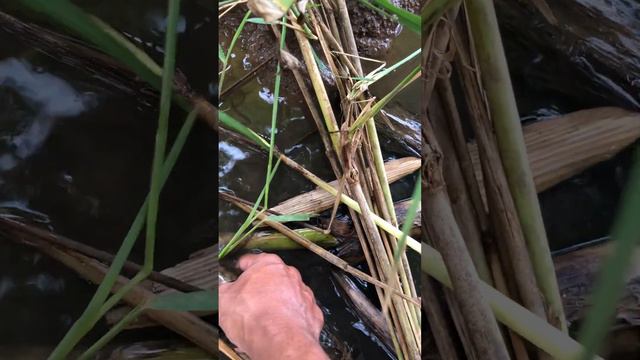 Enjoy the selection of natural snails #305 смотреть онлайн