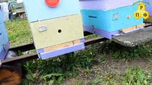 Пчеловодство.Признаки отсутствия и наличия пчелиной матки часть 2