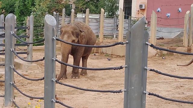 Слоны в Московском зоопарке смотреть онлайн