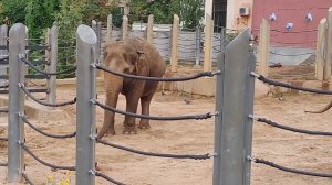 Слоны в Московском зоопарке