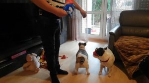 Французские бульдоги танцуют  собаки танцеваки