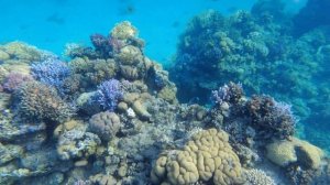 Риф отеля Continental Plaza Beach Resort, Шарм-эль-Шейх, Египет, (2021) 4 серия (4К)