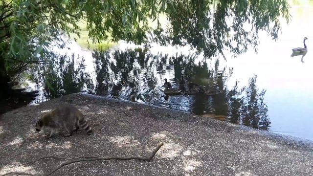 Утка мама и енот 🐾💪🐦 Потрясающее видео. Все персонажи играют свои роли на 5+ 💪🐦💚 смотреть онлайн