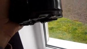 Чернеют цветы. Как сохранить Бегонию Элатиор из МАГАЗИНА  Begonia Elatior