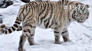 #1977. Тигры (В мире животных)